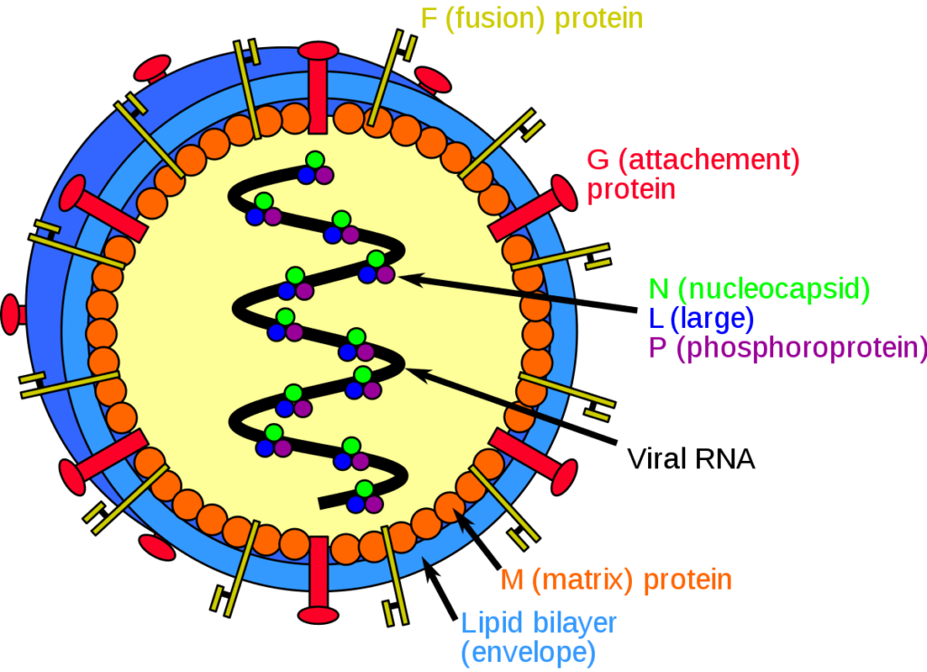 1200px-Henipavirus_structure.svg