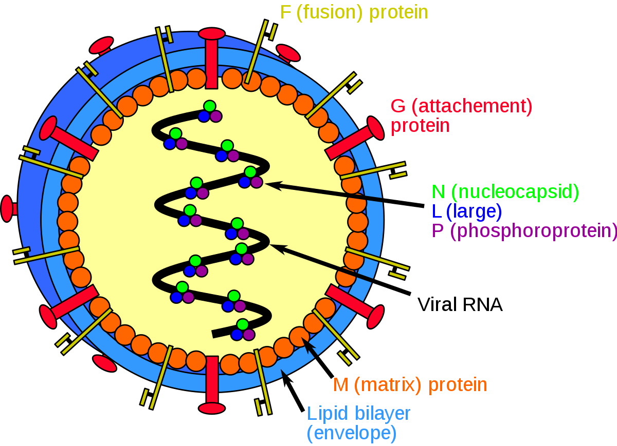 Virusul Nipah