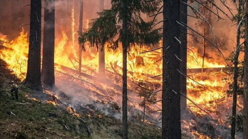 Peste 6.000 de incendii forestiere în Rusia