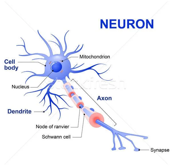 Un neuron cu rol-cheie în strategiile de adaptare la stres
