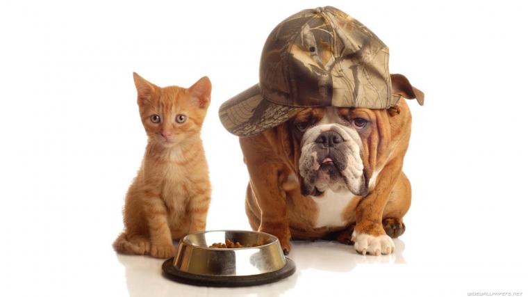 De ce magazinele online reprezinta locul perfect din care  sa achizitionezi hrana si produse pentru animale?