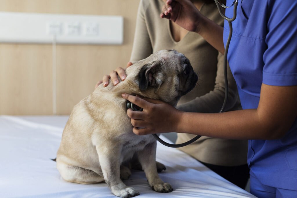 Care-este-clinica-care-dispune-de-cel-mai-bun-medic-veterinar-Suceava