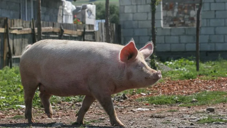Fermier de 72 de ani, din Polonia, a fost mâncat de porci