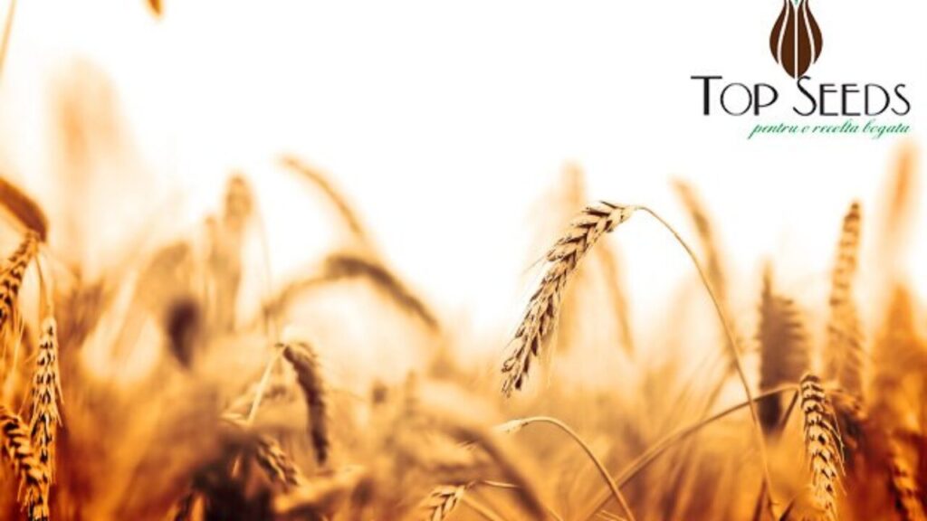Profil-TOP-SEEDS-1280x720-1