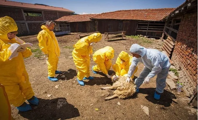 Simulare multinațională pentru a testa bolile animalelor din Balcani, precum febra aftoasă și pesta porcină