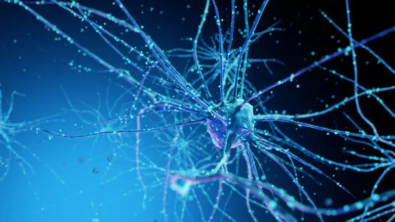 Identificarea unui circuit neuronal cu rol de ”termometru”