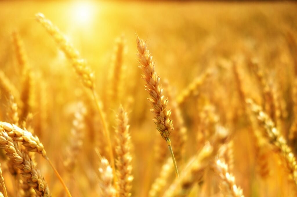 agricultura-grau