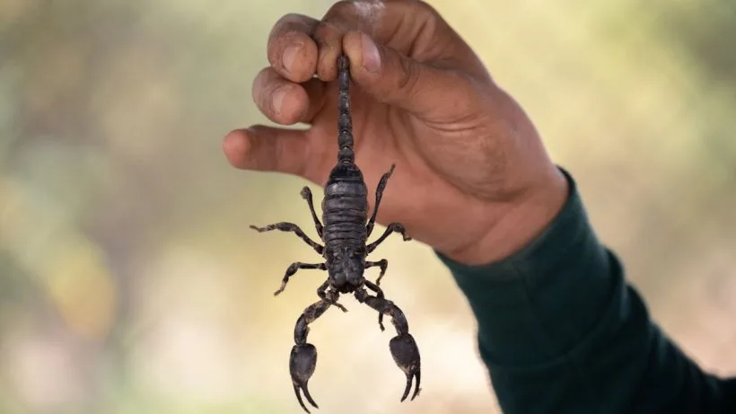 O angajată de la un centru comercial din Capitală, a fost înțepată de un scorpion