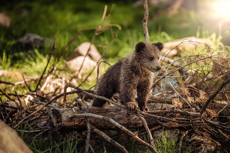 bear-3389980_960_720