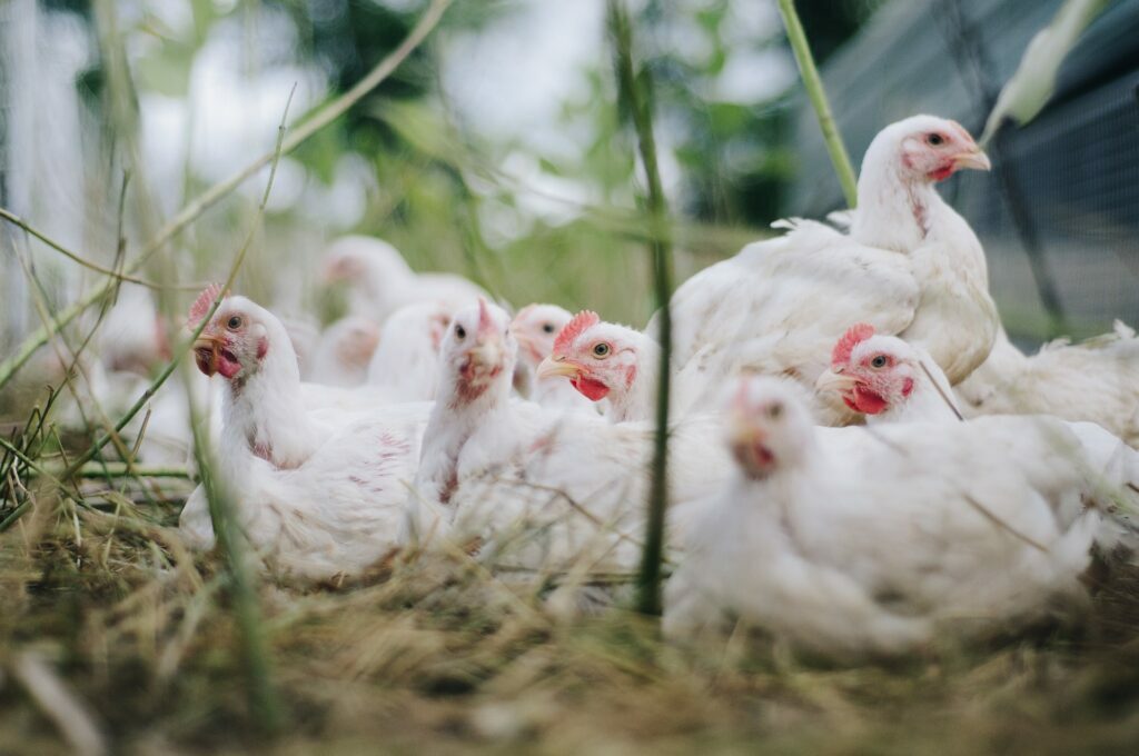 chicken-4474176_1920