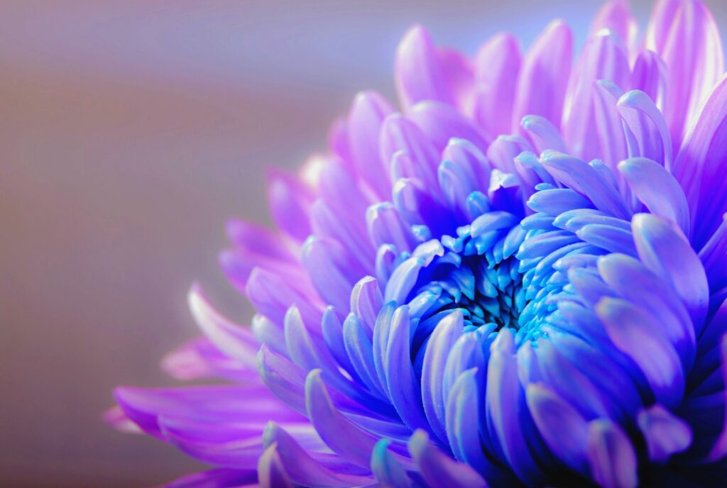 chrysanthemum-g30305e5ba_1920