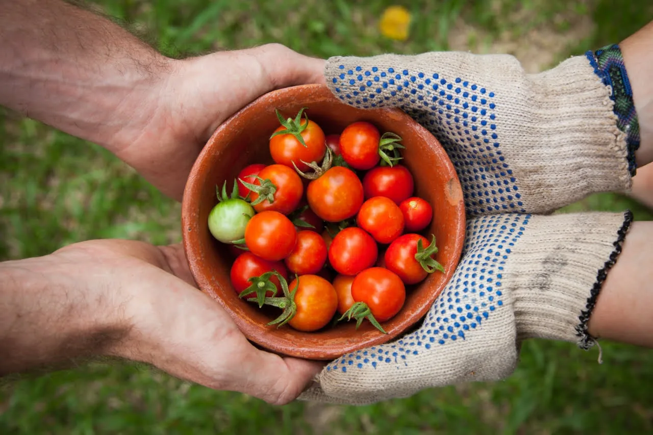 Platforma online AgriHub.ro intermediază distribuţia de legume şi fructe