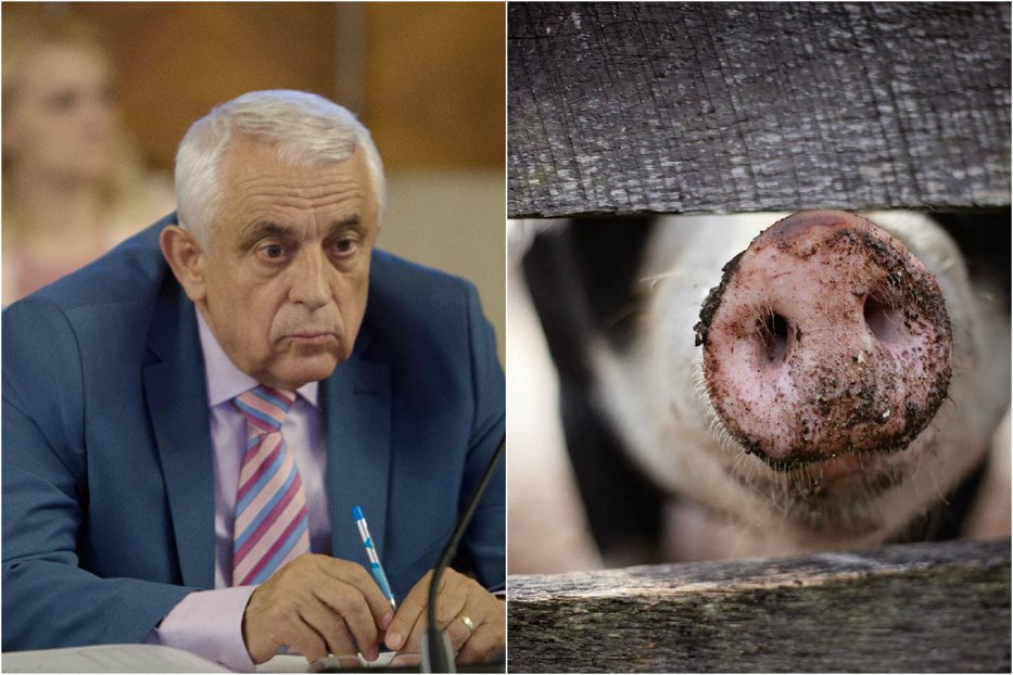 Daea despre pesta porcină: „Este suferinţa mea profesională”
