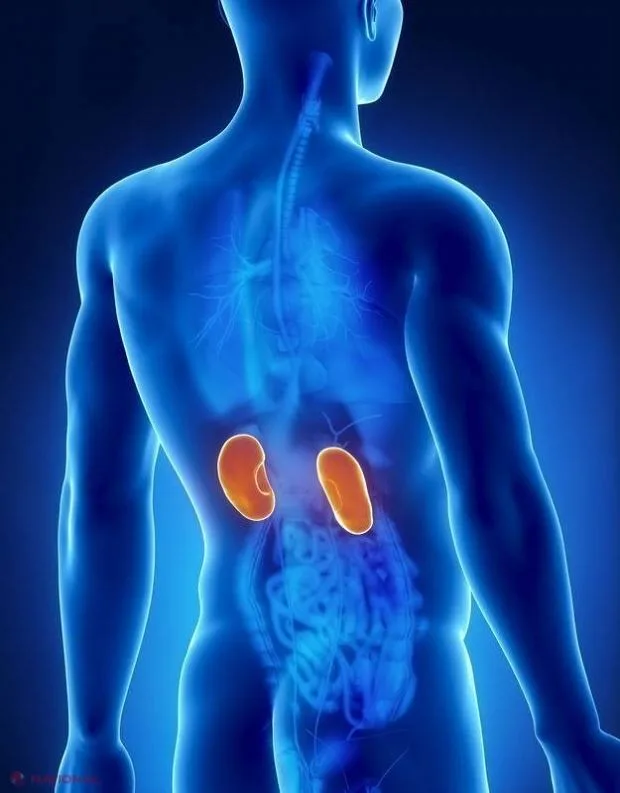 Un rinichi de porc a fost acceptat cu succes de corpul uman, în urma unui transplant, în premieră medicală