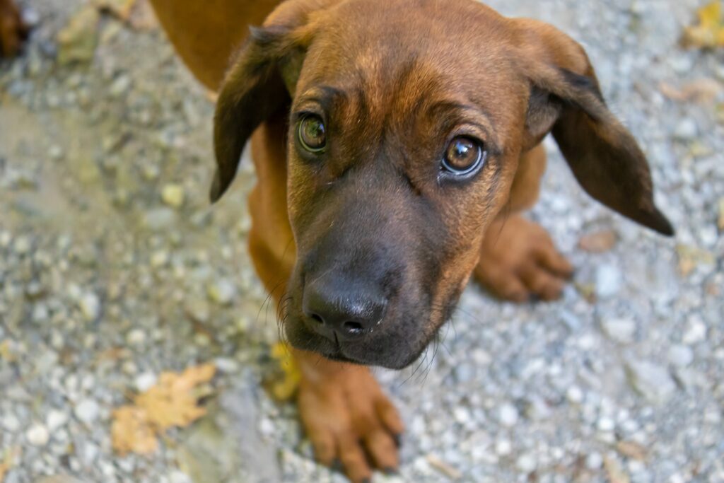dog-4495442_1920