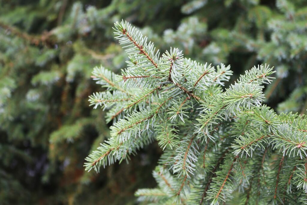 fir-4651004_1920