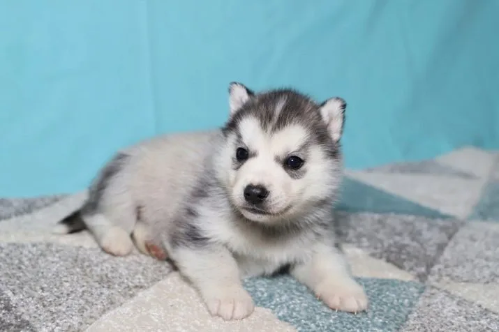 O căţeluşă Husky cu o deformare a pleoapelor, adoptată