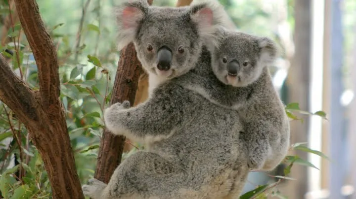Modul în care koala beau apă