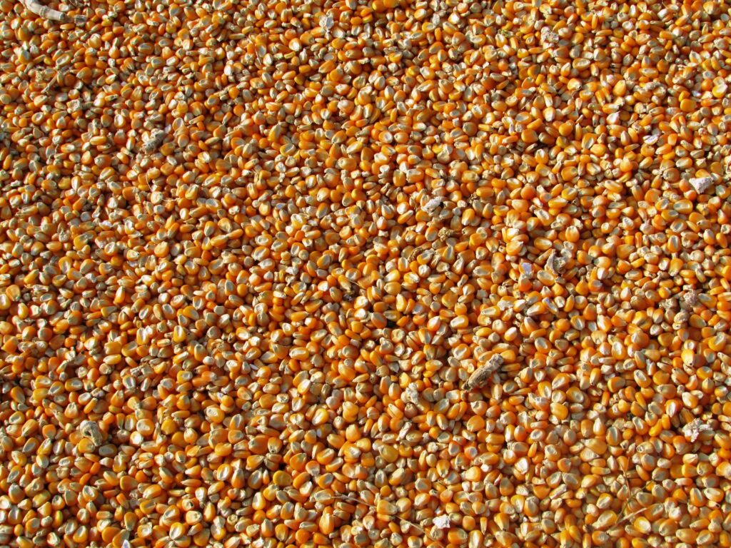 maize-264520_1920