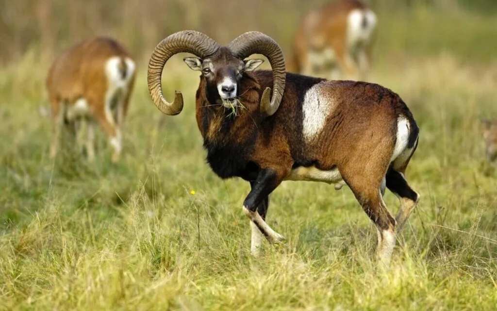 muflon
