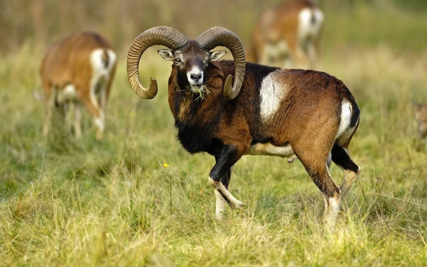 Producătorii de mezeluri au găsit altă soluție- Pastrama de muflon