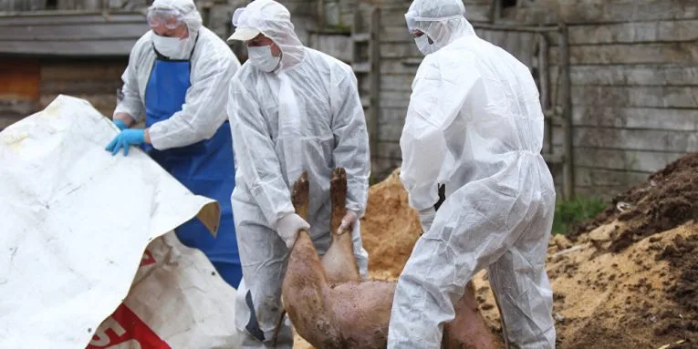 România înregistrează 272 de focare de pestă porcină africană