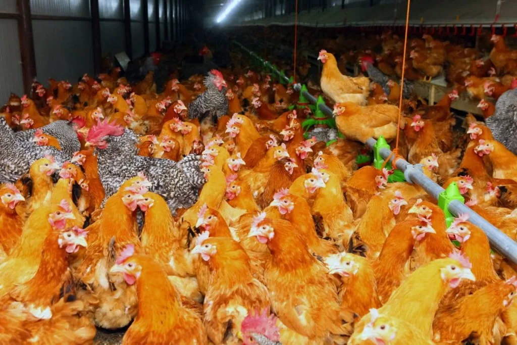 Sute de izolați după izbucnirea fabricii de păsări Banham Covid-19