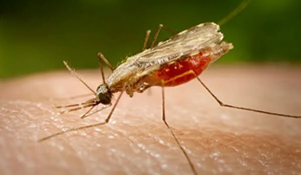 Un microb care trăieşte în ţânţari ar putea ajuta la blocarea transmiterii malariei