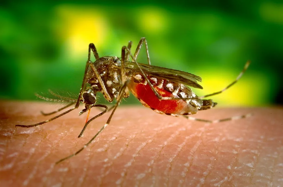 Încă două cazuri de infecţie cu virusul West Nile raportate în România