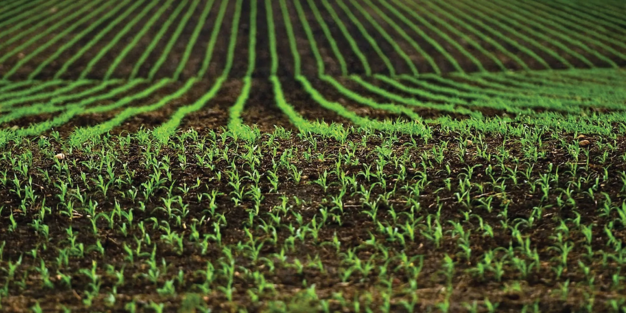 Programul Agro IMM Invest nu poate înlocui acordarea despăgubirilor cuvenite producătorilor agricoli