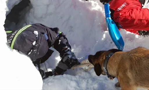 Unităţile canine de intervenţie în avalanşă au promovat examenul de evaluare