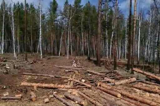 ”România Verde în 10 paşi”, propus de ASFOR