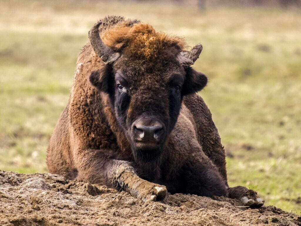 wisent-2415488_1920