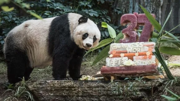 Cel mai vârstnic panda uriaş din captivitate, are 37 de ani – vârstă echivalentă cu peste 100 de ani la om –
