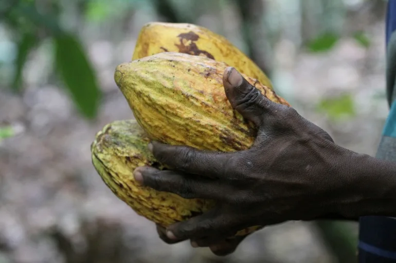 Agricultor de cacao din Coasta de Fildeș