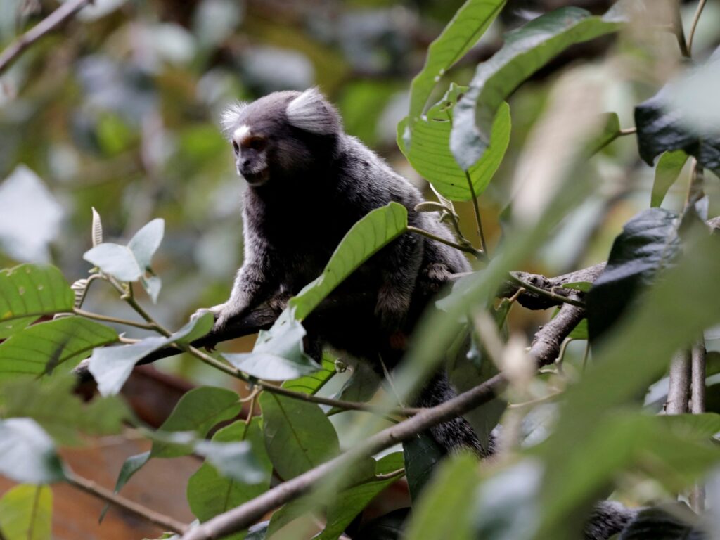 COP15: De ce este importantă conferința Națiunilor Unite privind biodiversitatea?