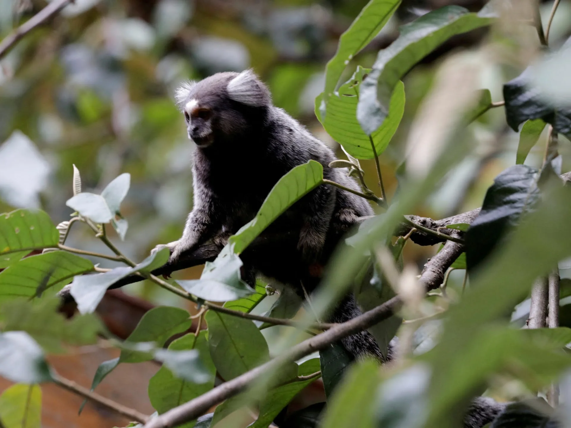 COP15: De ce este importantă conferința Națiunilor Unite privind biodiversitatea?  |  Știrile Națiunilor Unite