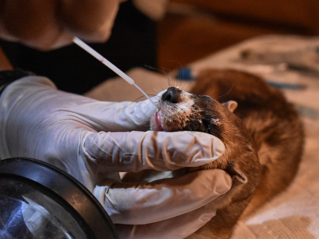 Triburi de nativi americani din SUA caută să reintroducă fauna