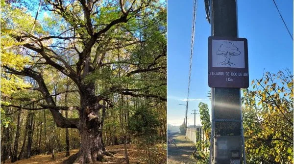 Cum se ajunge la „Stejarul de 1.000 de ani”, aflat în inima pădurii localităţii Gheboieni?