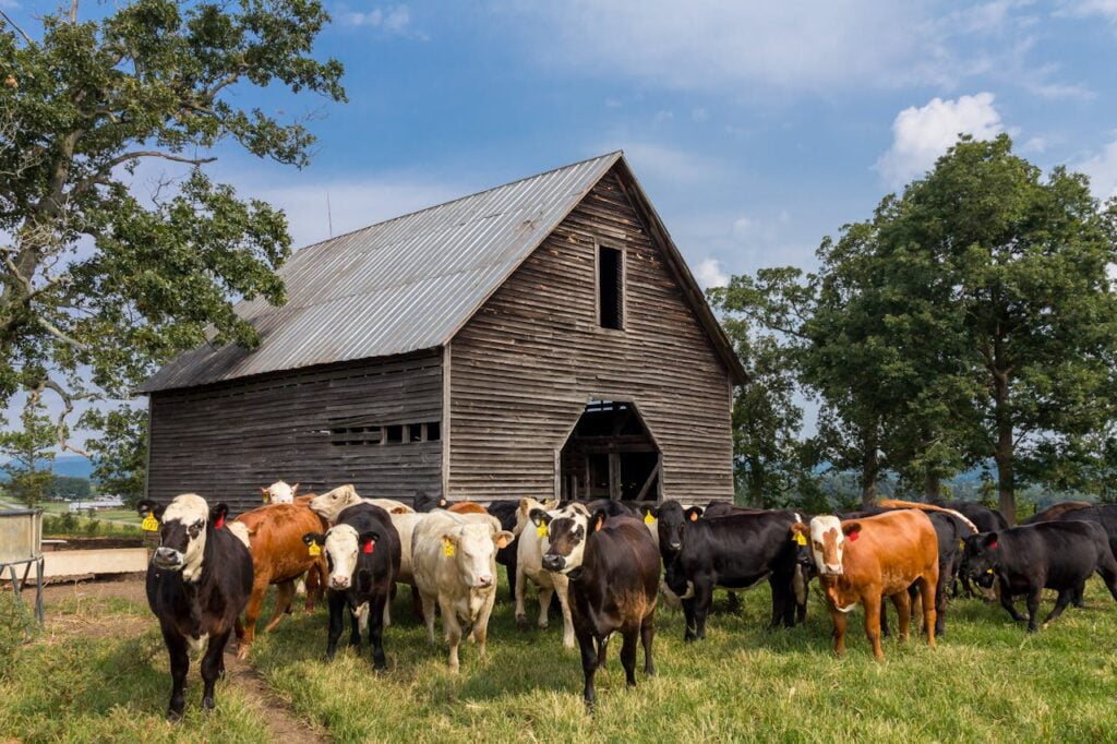pexels-nc-farm-bureau-mark-2252557
