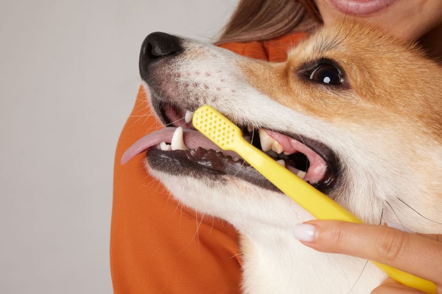 Produse esențiale pentru îngrijirea dentară a câinilor și pisicilor