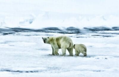 Paradox Arctic – Urșii polari din Svalbard, mai grași, deși gheața se topește