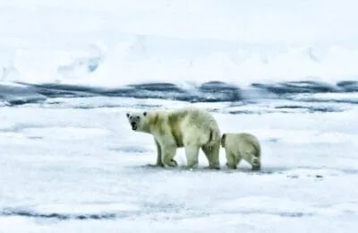 Paradox Arctic – Urșii polari din Svalbard, mai grași, deși gheața se topește