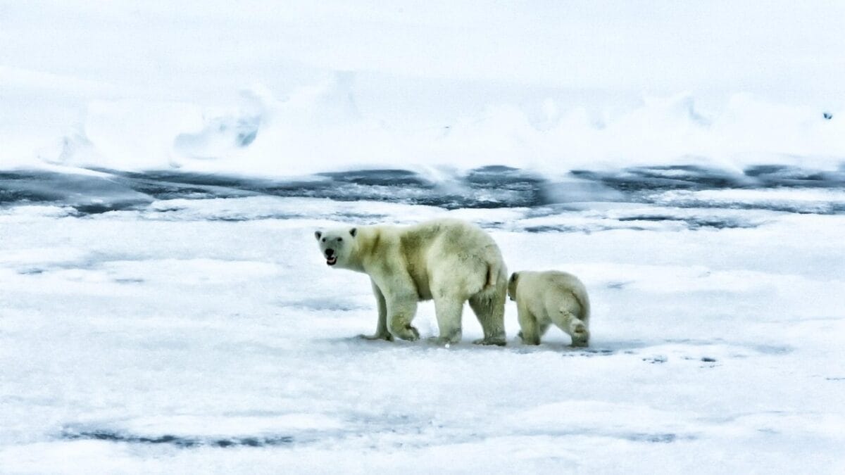 urși polari