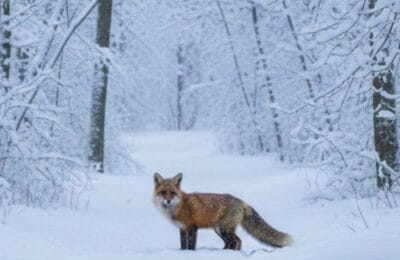 Gorj – 1.810 ha interzise oamenilor, imagini rare dintr-un sanctuar