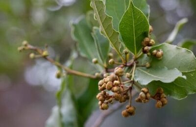 Leacul Mariei Treben – Păducelul sub lupa științei – analiza din 2003