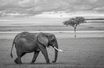 Angola – Tribul Nkangala, protectorii elefanților fantomă după 27 de ani de război