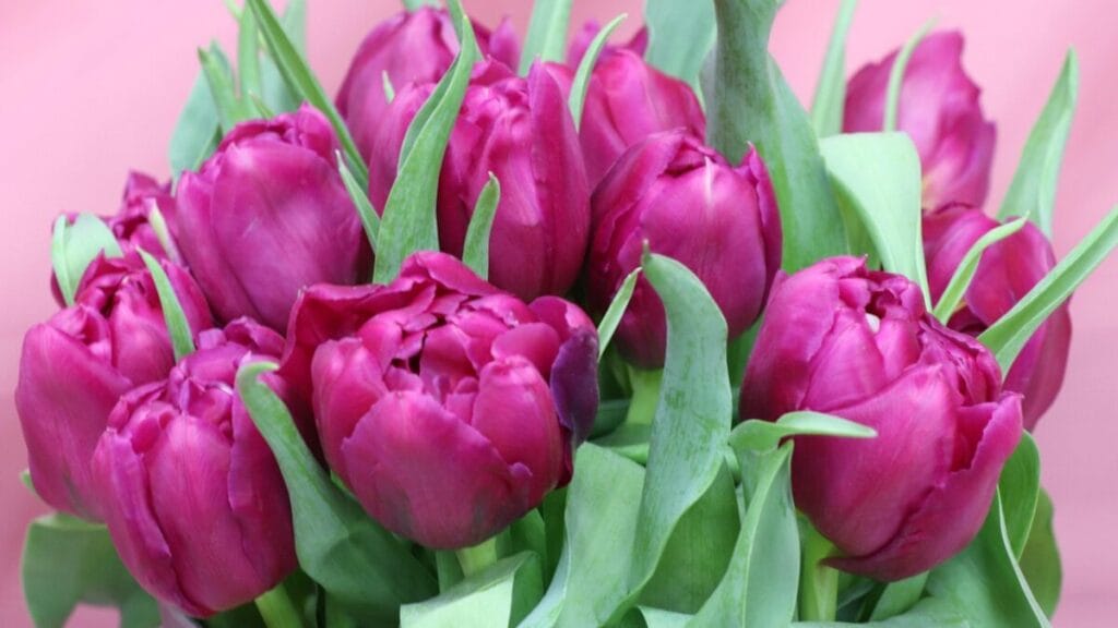flori 8 martie