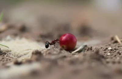 220$ pentru o furnică din Kenya? Afacerea neagră ce sufocă natura