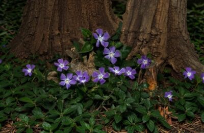Saschiu: Planta Minune – Verde Iarna, Flori din Martie, Fără Bătăi de Cap